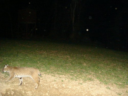 May bobcat picture