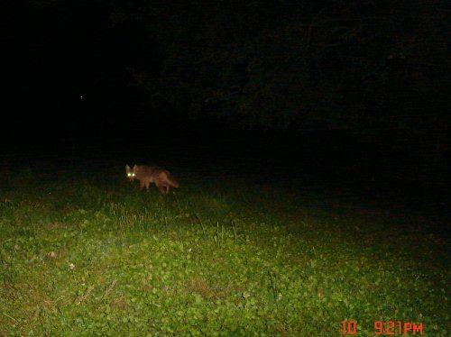 May Coyote Picture