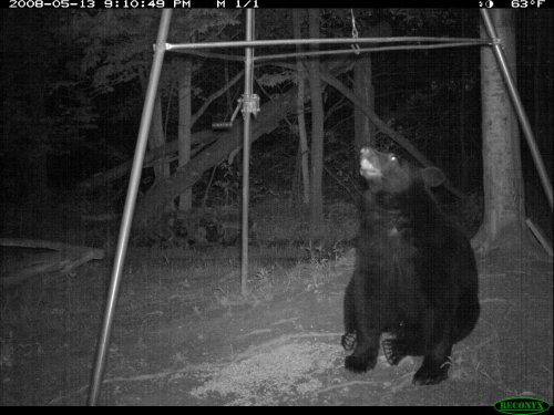 Black Bear