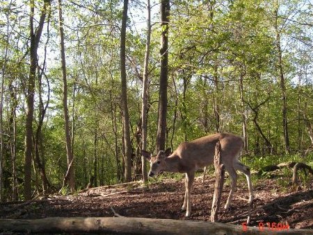 Branch Antlered Buck