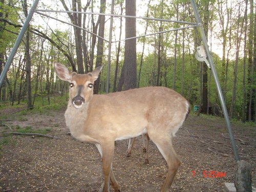 May 11 Fuzzy Antlered Buck