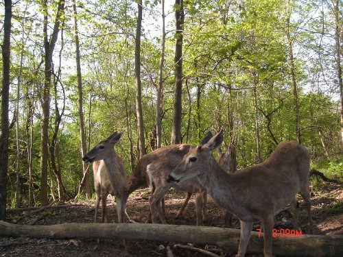 Mineral Lick Buck