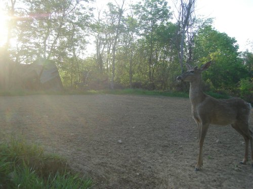 Whitetail Buck