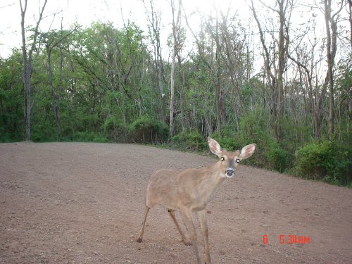 Curious whitetail buck