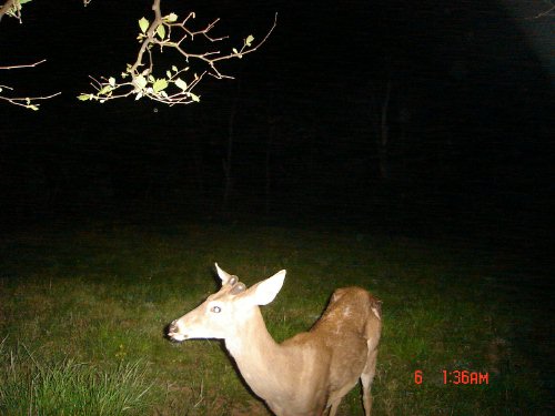 Licking whitetail buck