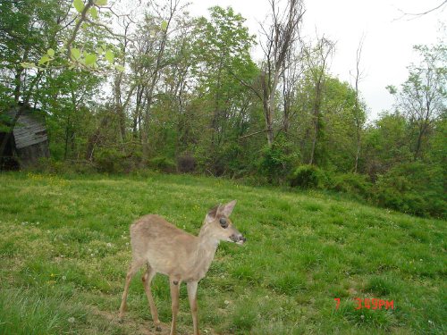 Whitetail buck with growths