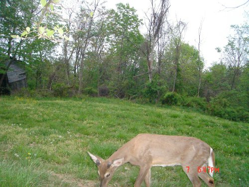 Whitetail Buck