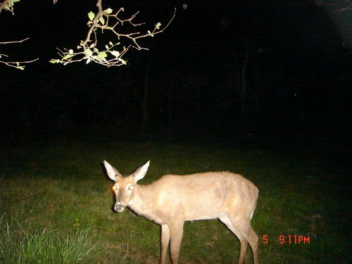 Young whitetail buck