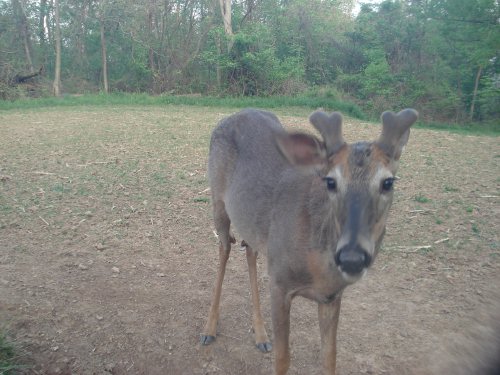 buck picture