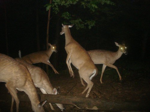 Deer fight