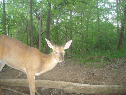 Mineral lick buck