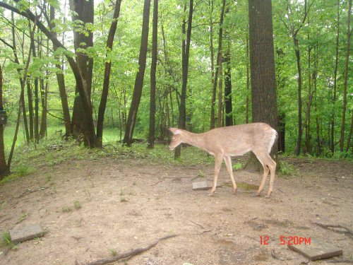 Missing deer feeder