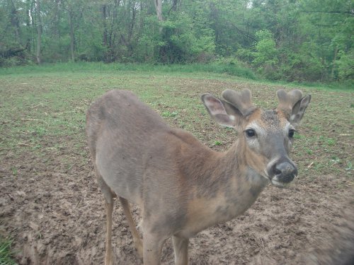 whitetail buck