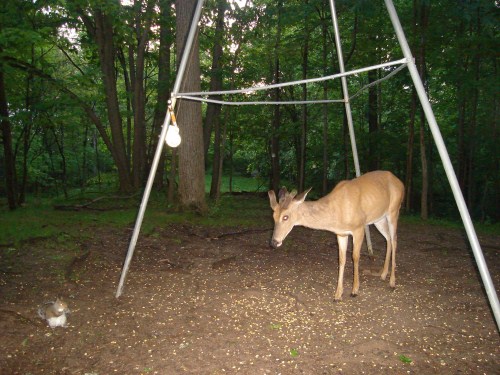 Deer and squirrel picture