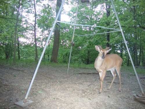 Buck at corn feeder