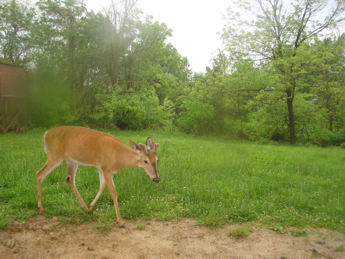 Buck at food plot