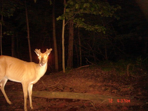 Buck at mineral lick