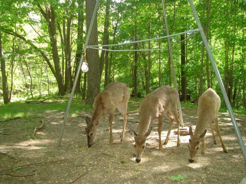 Three whitetail bucks