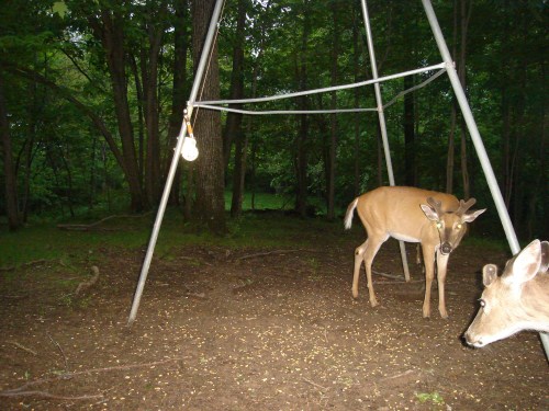 Whitetail bucks