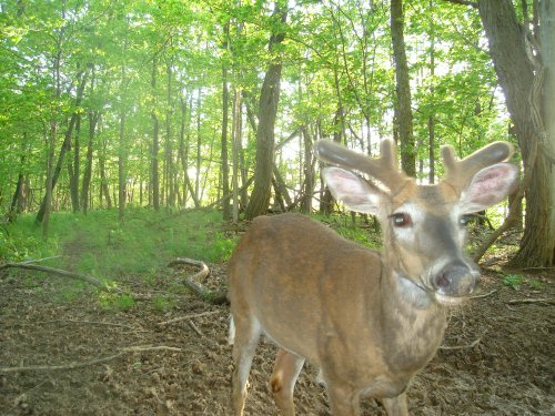 Close buck picture