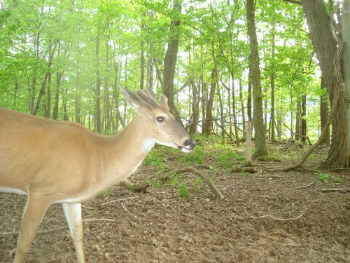 Four point buck in velvet