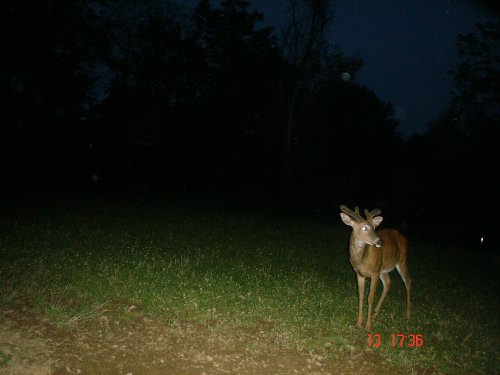 Four point velvet buck