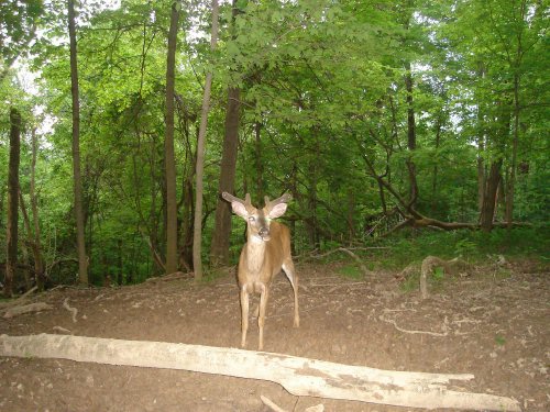 Six point buck in velvet