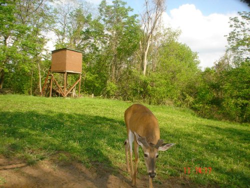 Velvet antlered buck