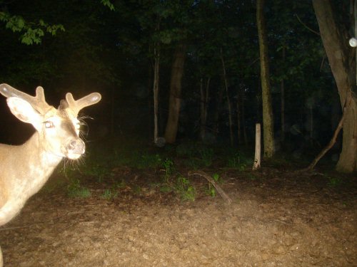 Whitetail buck in velvet