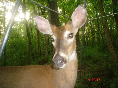 Whitetail buck close up