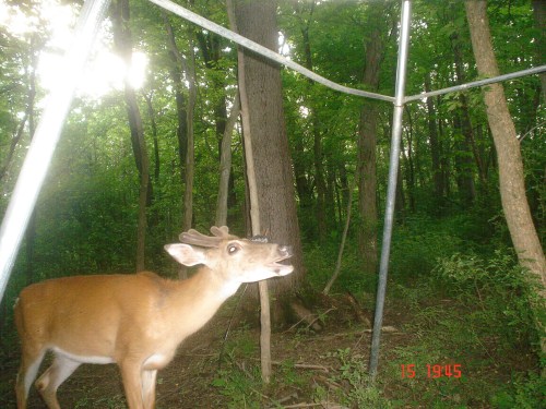 Buck at a feeder