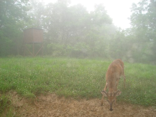 Buck at a mineral lick