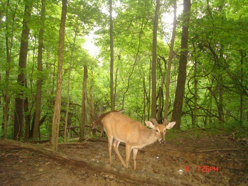 One eye buck