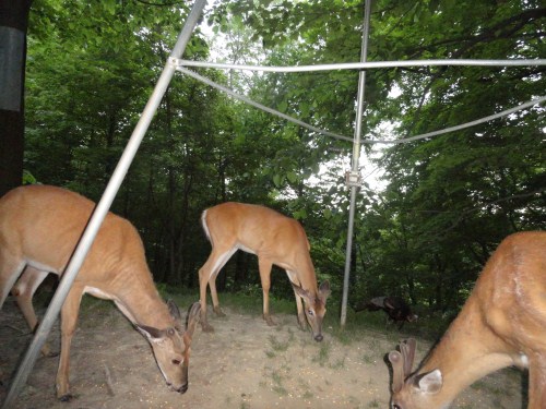 Three whitetail bucks