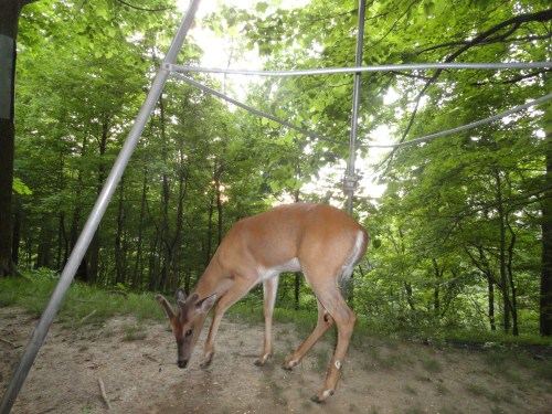 Whitetail buck picture