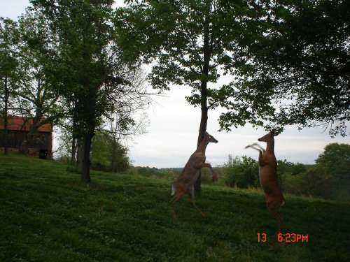 Two fighting whitetail deer.