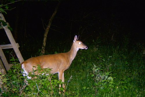 Food Plot Doe