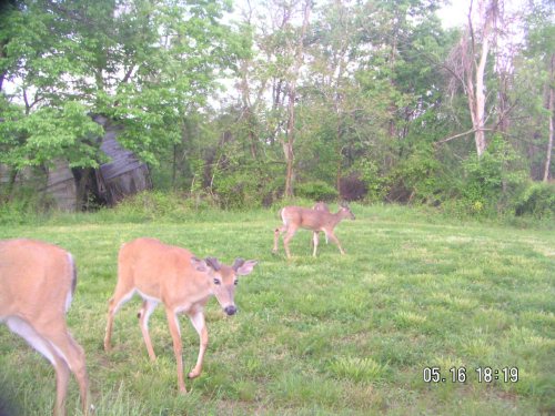 Whitetail buck with split ear