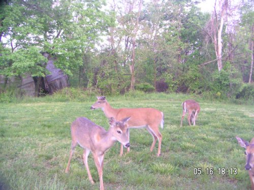 Three whitetail bucks