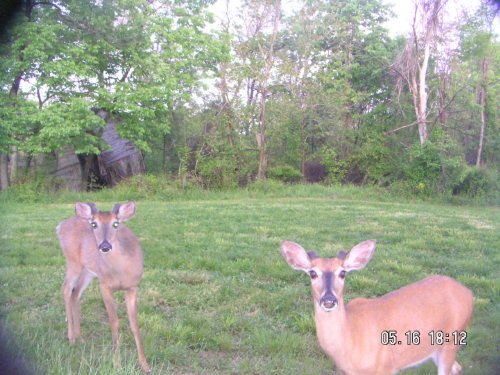 Two whitetail Bucks