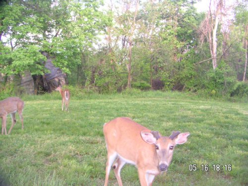 Whitetail Buck