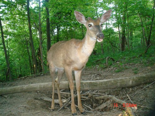 Whitetail buck