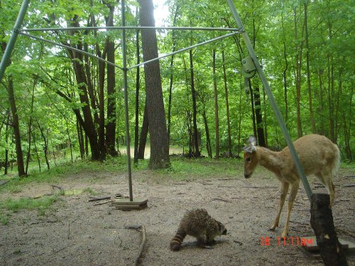 Coon and whitetail deer