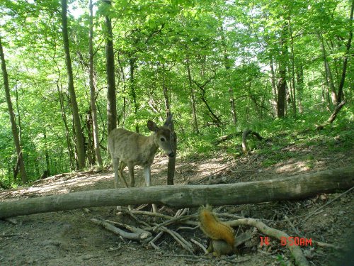 Deer and Squirrel