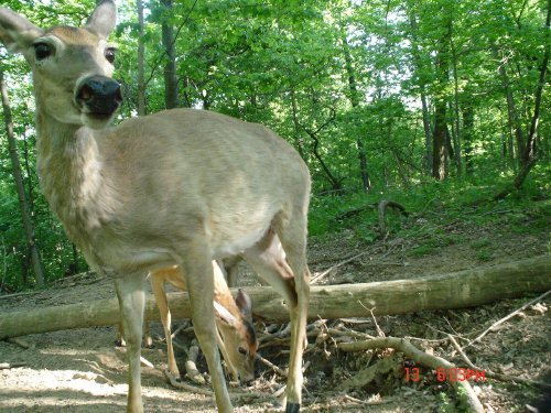 Doe close-up