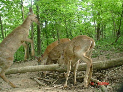 Whitetail deer fight at a mineral lick