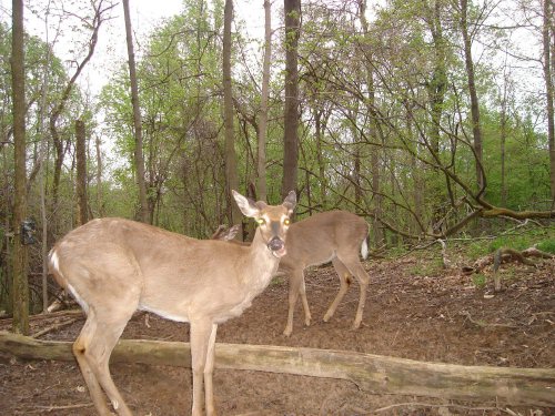 Buck with big antler bases