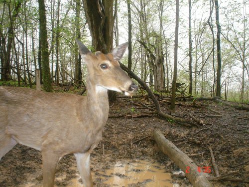 Mineral lick buck