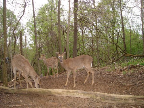 Three whitetail bucks