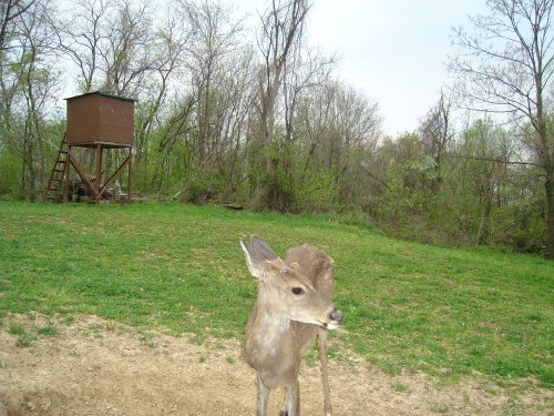 White feet buck